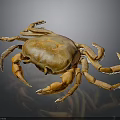 Brown Crab With Orange Claws On Black Background Close Up View