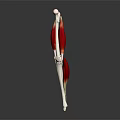 3D Rendered Human Leg Muscle Structure With Red Tissue And White Bones