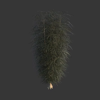 Lush Green Shrub with Slender Leaves and Dense Foliage in Natural Form 3d model