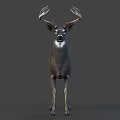 Detailed Realistic Deer With Large Antlers Standing On Gray Background