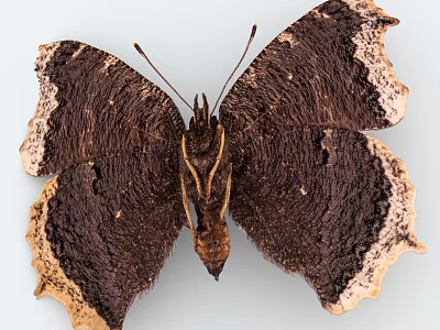 Detailed Dead Leaf Butterfly With Brown Wings And Light Edges Camouflage Pattern 3d model