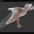 Red-legged Crane Cranes Cranidae Birds 3d model