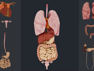 Group Of People Studying 3D Anatomical Models Of Human Organs Including Lungs Liver And Intestines 3d model