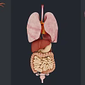 Group Of People Studying 3D Anatomical Models Of Human Organs Including Lungs Liver And Intestines