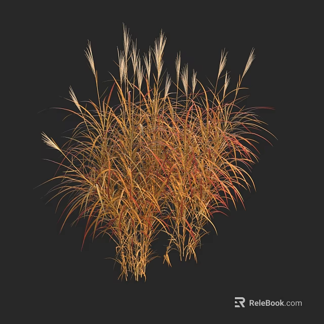 Golden Red Ornamental Grass with Long Leaves and Feathery Plumes for Garden Landscaping 3d model 