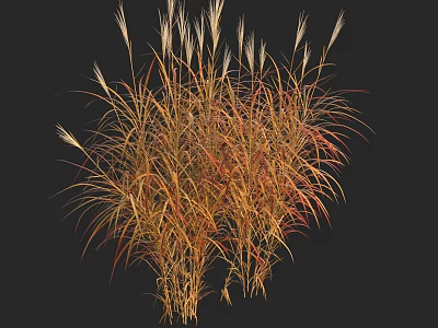 Golden Red Ornamental Grass with Long Leaves and Feathery Plumes for Garden Landscaping 3d model