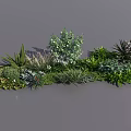 Garden Flowers And Green Plants With Mixed Foliage Diverse Shapes And Lush Greenery