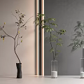 Indoor Aquatic Plants Display In Different Vases With Green Leaves Ferns And Flowering Branches