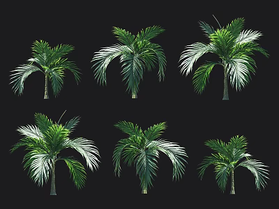 Different Varieties of Palm Trees Displayed on Black Background for Garden Landscaping 3d model