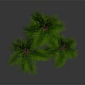 Lush Green Palm Plants In Green And Black Pots Against Dark Background