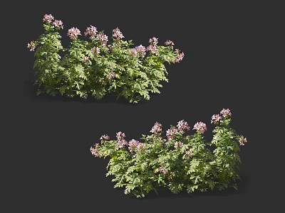 Lush Green Flower Bushes With Pink Blooms On Dark Background 3d model
