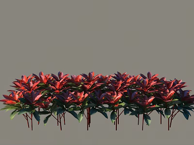 Vibrant Red Flower Shrubs with Lush Green Leaves Arranged in a Row 3d model