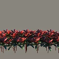 Vibrant Red Flower Shrubs with Lush Green Leaves Arranged in a Row