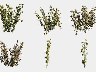 Diverse Flowering Plants With Green Leaves And Yellow Blossoms 3d model