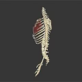 Anatomical Skeleton Model Displaying Thoracic Cavity With Red Highlighted Areas