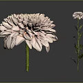 Two Pink Chrysanthemum Flowers Large and Small with Soft Layered Petals on Green Stems Leaves