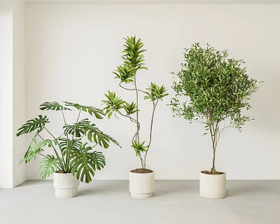 Various Indoor Bonsai Plants In White Pots With Green Leaves For Home Decor 3d model
