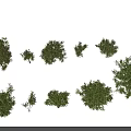 Multiple Green Shrubs of Various Sizes Irregularly Distributed on Gray Background 3d model