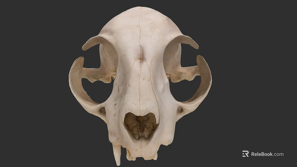 Animal Skull With Intricate Bone Structure And Jaw Features 3d model 