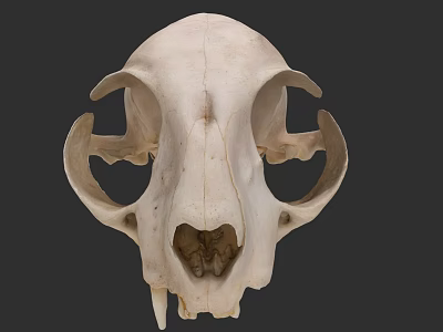 Animal Skull With Intricate Bone Structure And Jaw Features 3d model