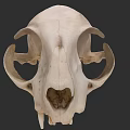 Animal Skull With Intricate Bone Structure And Jaw Features 3d model