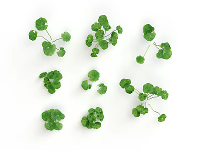 Fresh Green Round Leaf Plants Scattered on White Background with Natural Arrangement 3d model