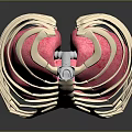 Anatomical Thoracic Medical Model With Rib Cage Pink Lungs And Trachea
