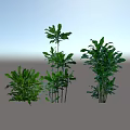 Lush Green Decorative Shrubs with Various Heights and Healthy Foliage for Garden Landscaping