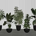 Potted Plants in Black Pots with Various Leaf Types and White Striped Wall Background
