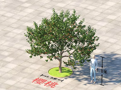 Cherry Tree With Circular Planting Area 1.5 Meters Diameter And Person For Height Comparison 3d model