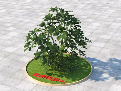 Australian Umbrella Tree Growing In Circular Green Area With Gray Square Pavement 3d model