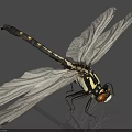 Striking Black and White Dragonfly with Red Eyes Transparent Wings and Long Body
