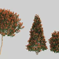 Ornamental Garden Shrubs With Red And Green Leaves In Different Shapes