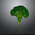 Fresh Green Broccoli Healthy Nutritious Vegetable Perfect for Daily Cooking Recipes