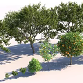 Lush Arboreal Trees with Green Leaves and Orange Fruits in Various Sizes and Shadows