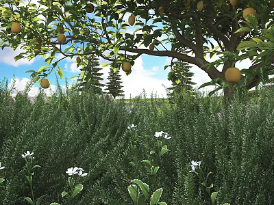 Lush Green Shrubs With White Flowers Under Lemon Tree And Blue Sky 3d model