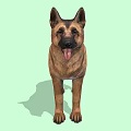 German Shepherd Dog Standing Alert With Tongue Out And Brown Black Fur On Green Background