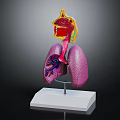 Chest Organs 3D Anatomical Model Displaying Lungs And Trachea Structure 3d model