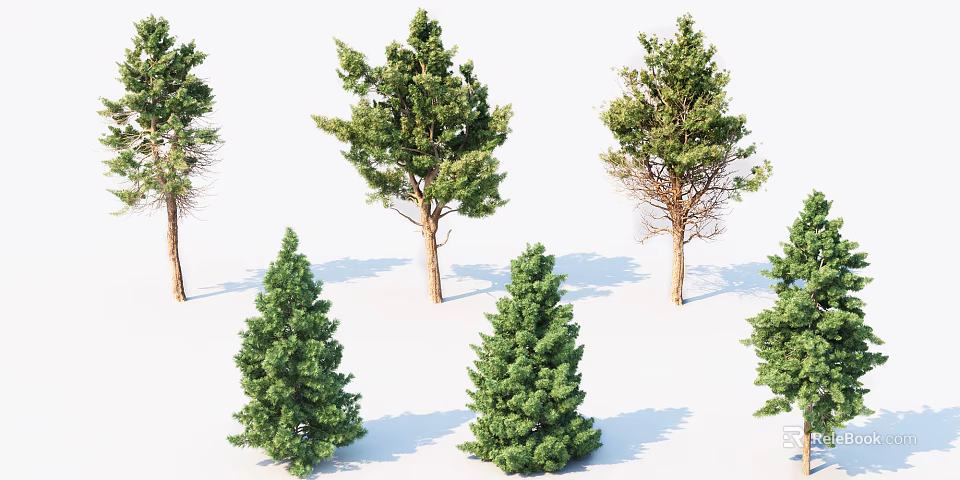 Various Arbor Trees With Tall Trunks Different Crown Shapes And Green Foliage 3d model 