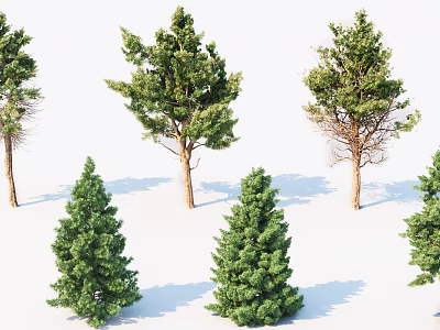 Various Arbor Trees With Tall Trunks Different Crown Shapes And Green Foliage 3d model