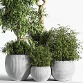 Bonsai Olive Tree Plant With Green Foliage Surrounded By Smaller Potted Plants