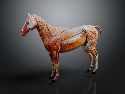 Detailed Horse Anatomy Model Showing Muscle Structure Organ Details And Hair Traits 3d model