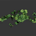 Green Vine Plant With Long Branches And Small Green Leaves On Gray Background With Reflection