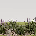 Purple Flowers With Green Long Leaves And Stones In Grassy Natural Setting