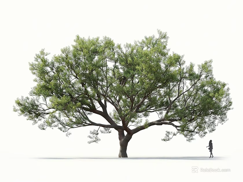 Large Tree with Lush Foliage and Thick Trunk as Person Walks Under in Outdoor Scene 3d model 