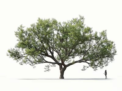 Large Tree with Lush Foliage and Thick Trunk as Person Walks Under in Outdoor Scene 3d model