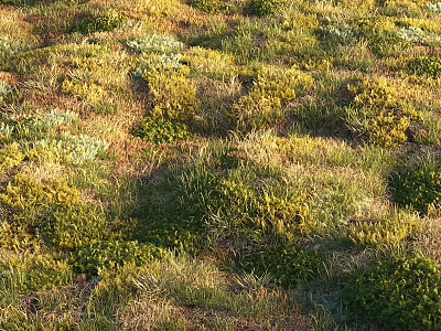 Vibrant Green and Yellow Wildflowers Flourishing in Lush Natural Grassland Area 3d model