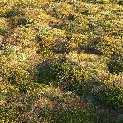 Vibrant Green and Yellow Wildflowers Flourishing in Lush Natural Grassland Area 3d model