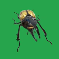 Giant Beetle With Large Horn And Yellow Black Body On Green Background
