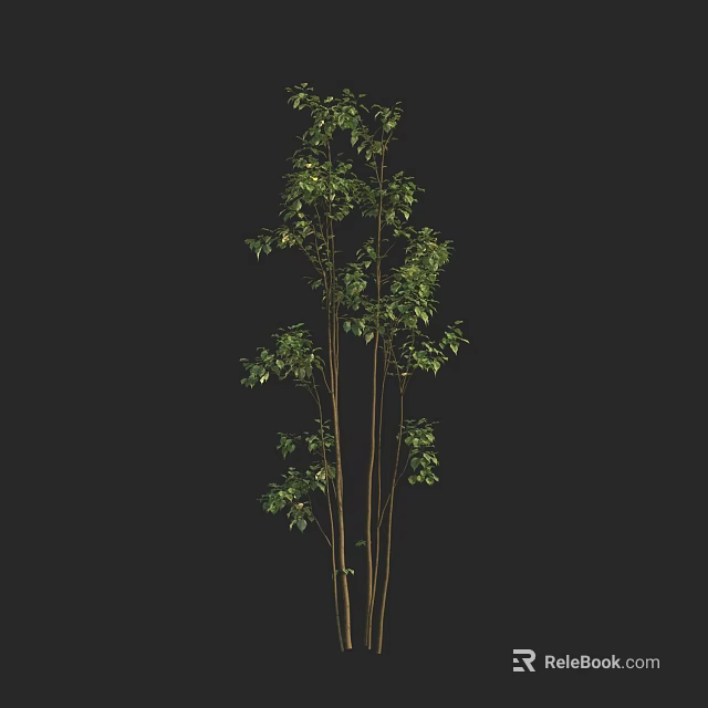 Tall Indoor Plant With Multiple Stems And Green Leaves On Dark Background 3d model 